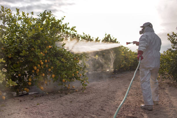 Best Bed Bug Extermination  in Stuttgt, AR